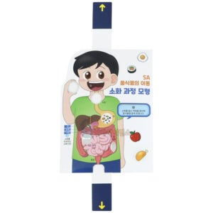 음식물의 이동 소화 과정 모형 만들기 (1인용),우리몸의 구조와 기능, 음식물의 소화과정 실험키트