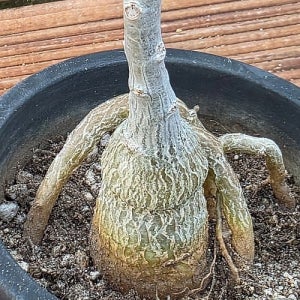 운카리나구근멋짐 묵은둥이 아프리카식물 코덱스 괴근식물