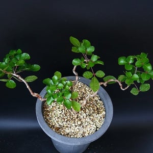 코미포라 오르비쿨라리스 Commiphora orbicularis  2 아프리카식물 코덱스 괴근식물