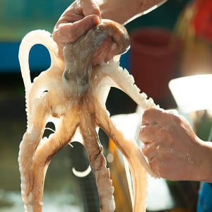 안면도 활 낙지 생물 산낙지 500g 1kg[낙지 500g/1kg]