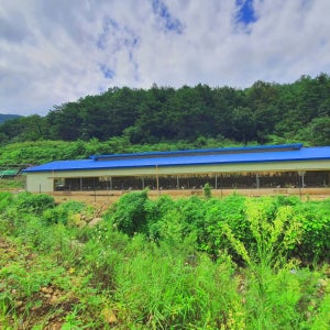 [산청서강농장] 자연방사 유정란/초란 30구[30구]