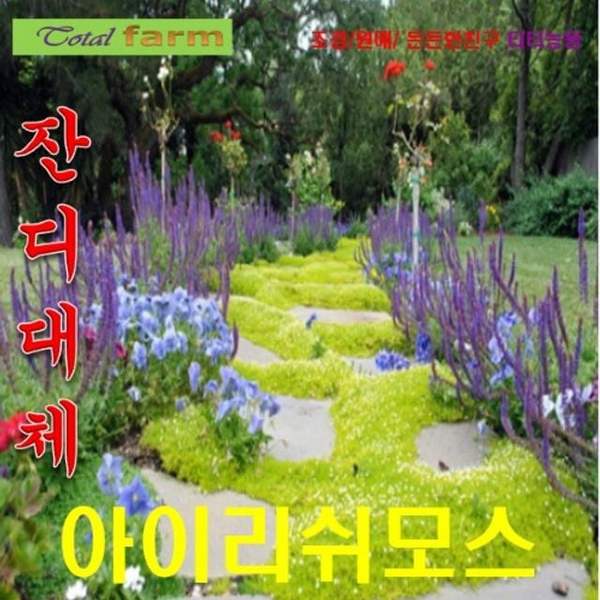 (잔디대체 씨앗) <b>아이리쉬</b><b>모스</b> (Irish Moss) 50립