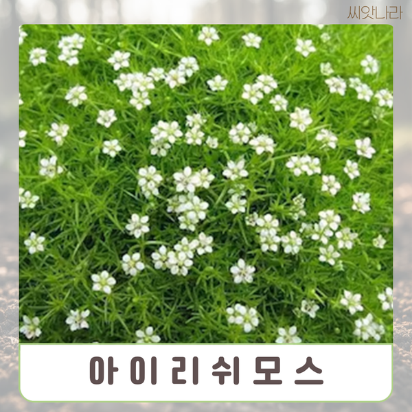 (잔디대체 씨앗) <b>아이리쉬</b><b>모스</b> (Irish Moss) 50립