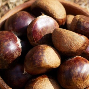 케이티알파쇼핑 부여 알 밤 1kg 대 25년 햇밤 부여밤 부여햇밤 부여 단밤 생밤 맛있는밤 햇알밤