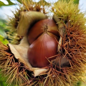 케이티알파쇼핑 공주 알 밤 2kg 특 25년 햇밤 공주밤 공주햇밤 공주밤 햇알밤 생밤 햇단밤 공주 단밤 공주 약단밤