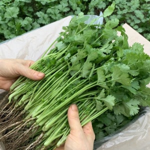 국산 고수 500g