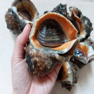 산지직송 제철 자연산 생물 활  참소라 1kg 4-8개[]