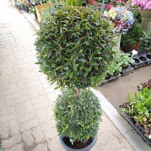 피어리스 초대형    꽃 나무 공기정화식물