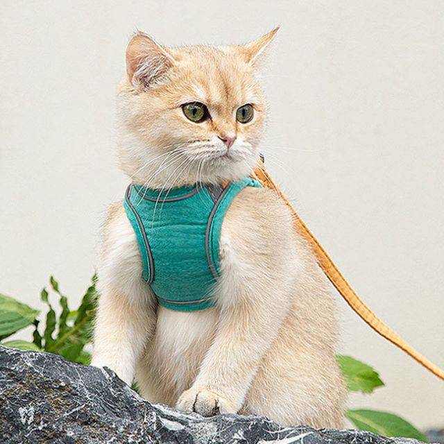 새끼 강아지 하네스 애견 하네스 목줄 세트 고양이 하네스 조끼형