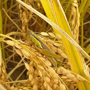 찰지고 밥맛 좋은 햅쌀 예천 황새골 일품쌀5kg+5kg, 정직한 우리 먹거리를 만드는 새농부팜