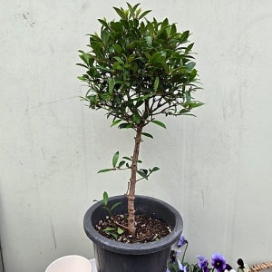 피어리스 중품 외목대형 수형멋져요 꽃 나무 공기정화식물