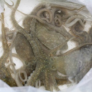 목포 산낙지(뻘낙지)5미(중소/미당80~100g내외)[5미(미당80~100g내외)]