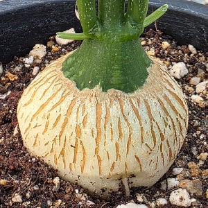 린데니 국내실생 최상품 구근늬 멋짐 아프리카식물 코덱스 괴근식물