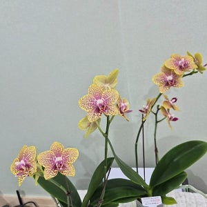 봄맞이 특가 할인상품 미니호접란 레드레오파드 쌍대 개화 레드레오파드 쌍대 꽃 나무