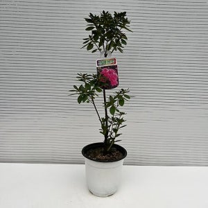 장미를 닮은 꽃의 장미철쭉 아젤리아 립불 아잘리아 거실 화분