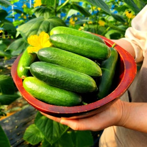 저탄소 무농약 GAP 인증 미니오이 농가직송🥒 다이어트, 국보아