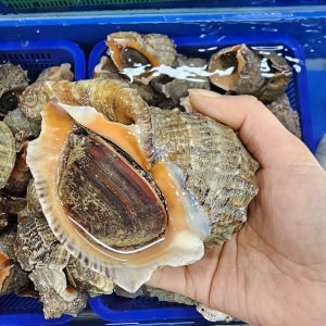 살이 통통하게 차오른 안면도 자연산 참소라 중 1kg(5~8마리)
