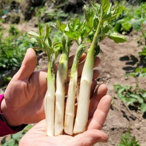 향긋한 비진도 노지 땅두릅 500g