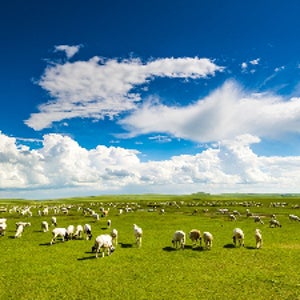 NO 유류세인상첫취항특가 선착순10명한정특별전세기 후룬베이얼내몽골 후룬베이얼 6일세계3대초원 초원2박 대자연힐링 현대식게르(2인1실) 캠프파이어 만주리러시아풍거리 마트료시카테마파크
