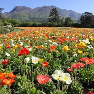 후쿠오카3일 패키지 여행 나카스크루즈 온천1박+힐튼1박 티웨이항공 10월29일출발