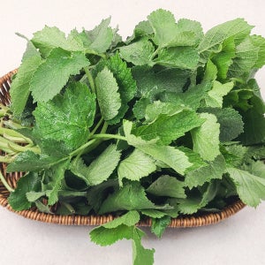 봄철에만 만나는 제철 어수리 나물 500g