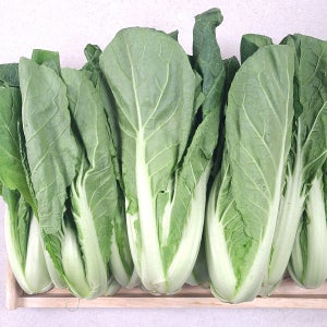 억새지 않고 아삭한 충남부여 얼갈이2kg