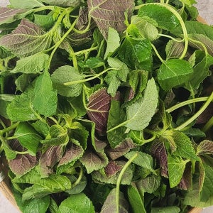지금이 제철 나물반찬 노지 햇 깻잎순(바라깻잎) 500g