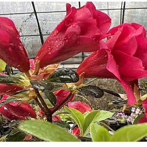 철쭉 코라즈 거실 화분