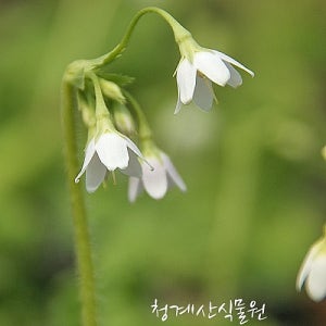 꽃대 흰종다리앵초 변이종   사진촬영 2026년 4월 25일 거실 화분