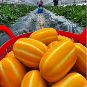 [온누리상품] [아달달농산] 17브릭스 고당도 성주 참외 1.5kg 3kg 5kg 10kg 로얄과 상품 특품