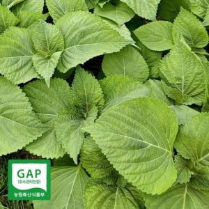 [밀양팜] GAP 인증 밀양 찹찹이 깻잎 500g/1kg/3kg 쌈채소_숙희농산[경남몰,경남e몰,e경남몰]
