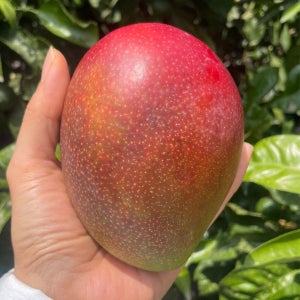 돌담프룻 제주 꿀맛 보장 애플 망고 가성비 3kg(5~6과)