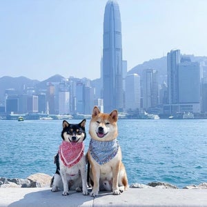 부산출발 다채로운문화탐방 홍콩마카오여행 패키지 여행 하나투어 티웨이항공 6월11일출발