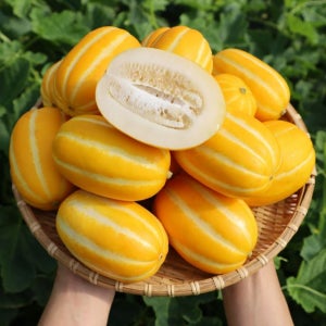 [맛딜] 달콤한 성주 꿀 참외 3kg 소과(12-22과)