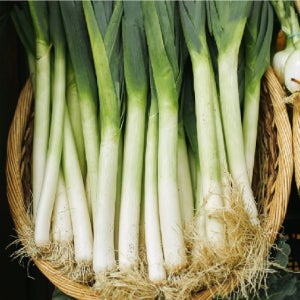 [밋앤밀] 국내산 노지 대파 특대 1kg