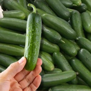 미니오이 스낵오이 500g,1kg,3kg,4kg