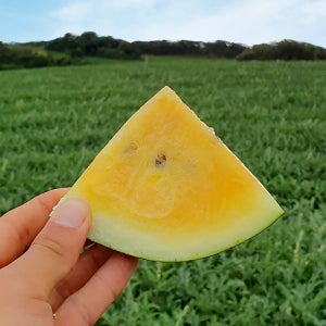 아어가지 꿀맛 속노란 블랙망고수박 블랙보스수박 산지직송, 전북고창 아어가지농장