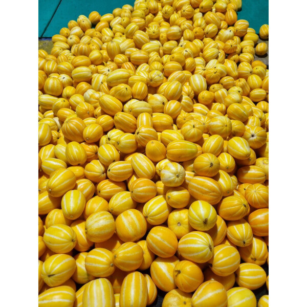 성주참외 가정용 몬난이 참외10kg(실중량9kg) 농협카드 6,510원 (7,230원) (무료배송)