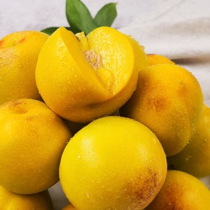 1주일만 맛볼 수 있는 달콤한 신품종 황귀비유도 복숭아 2.5kg