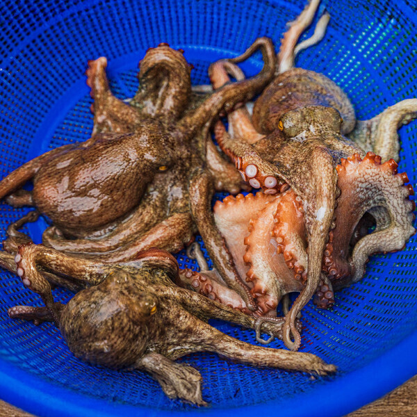 국내산 활 돌문어 당일조업 1kg 1-3미 복날 도착 (16,500원) (무료)