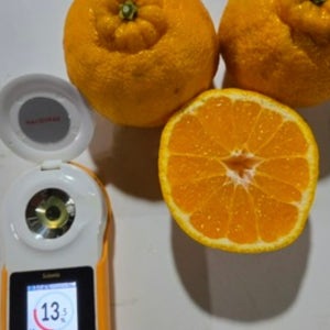 📍새콤달콤 제주 노지 한라봉🍊[5kg] 감귤, 🍊제주금이농장🍊