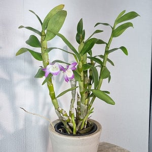 무호화훼 덴드로비움 Dendrobium 난초 예쁜꽃 핑크색꽃