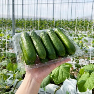 GAP인증 아삭 시원한 미니 오이 750g 1팩