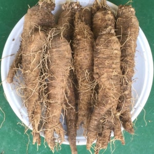 횡성더덕(특대)1kg