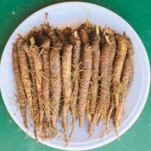 횡성더덕(하) 10kg