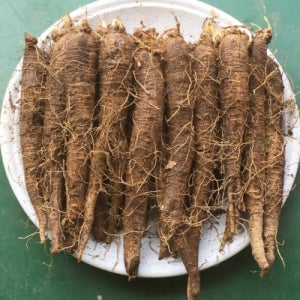 횡성더덕(상) 10kg