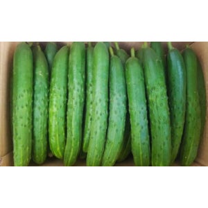 [다봄푸드] 청오이 10kg (상,국내산)BOX