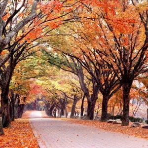 단풍순례 별미기행1박2일 내소사,내장산,선운사