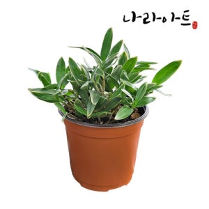 깅기아난복륜 대품 석곡 덴드로비움 풍란 서양란 동양란 꽃 부귀란 원예종
