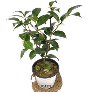 동백나무꽃 블랙로즈 실내화분 45cm
